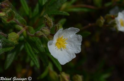 Le Ciste de Montpellier (Cistus monspeliensis)