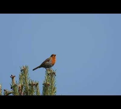 Le chant du rouge gorge