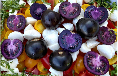 Les semences de tomates violettes génétiquement modifiées sont désormais disponibles pour les jardiniers amateurs aux États-Unis