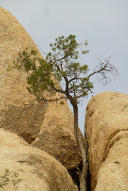 Anza Borrego