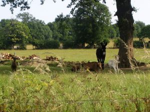 Marche d’été à Feusines