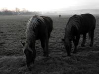 Brume en Haute-Saone Photo Evelyne