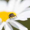 Un éléphant sur une marguerite