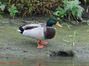 Chipeau à gauche, Colvert à droite