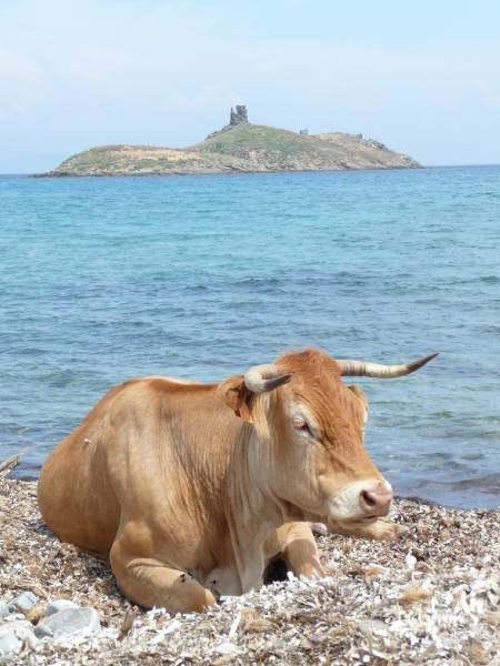 Album - A--CORSICA-San-Fiurenzu-et-Cap-Corse