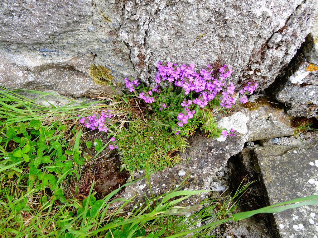 Album - Cliff-Moher