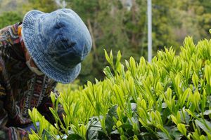 Le gout du printemps, shincha de Mariko