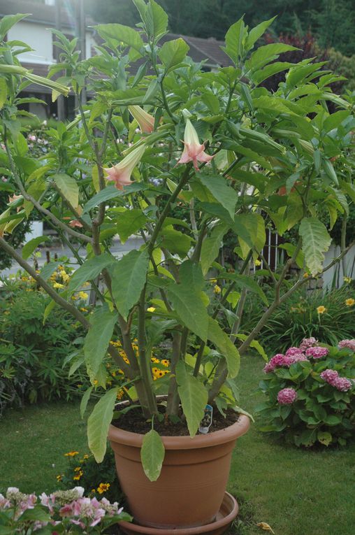 Album - brugmansias