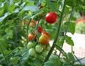 Toutes nos tomates poussent dans la terre