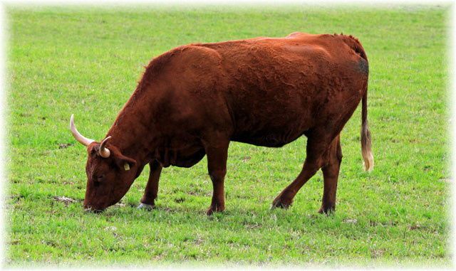 Troupeau de vaches Salers à Concasty (Boisset - 15)