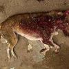 URGENT ! SVP AIDEZ ! Des chiens et des chats sont tués par empoisonnement dans les rues d'Egypte !!!