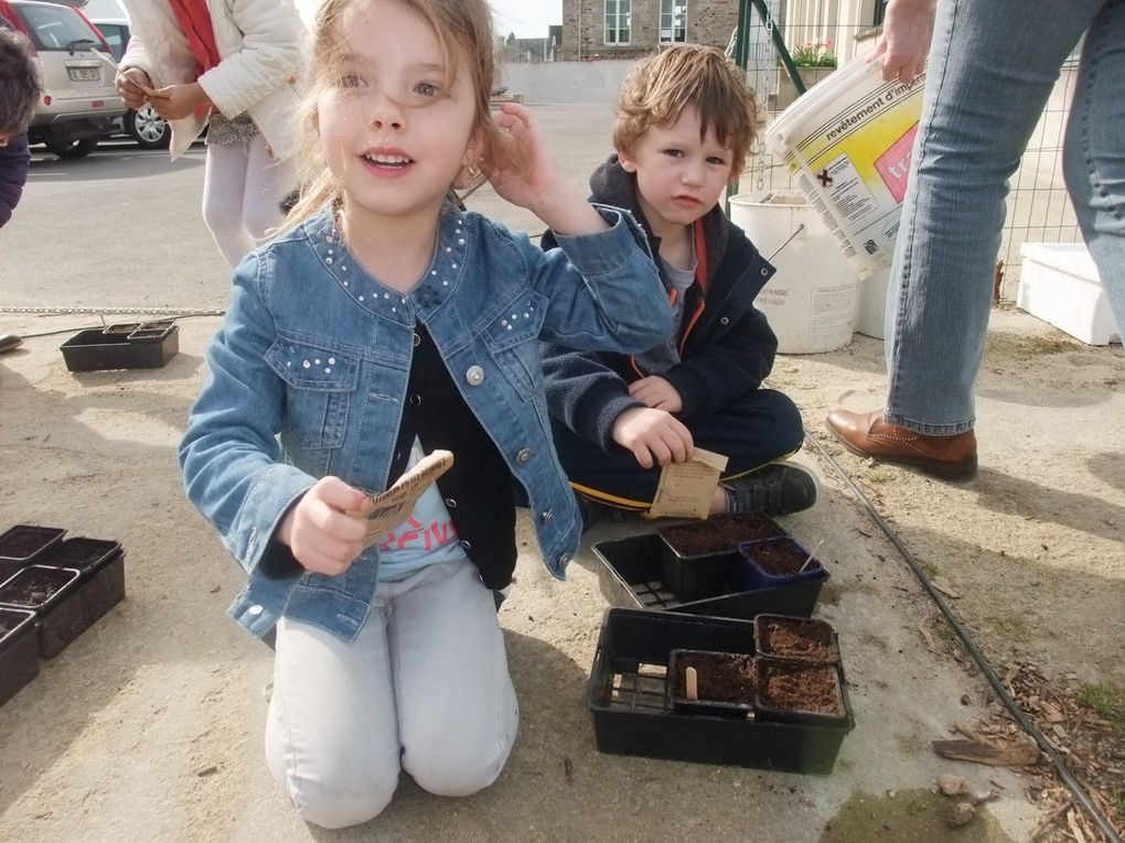 Semis des courges