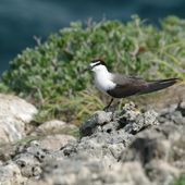 Gaviotín Embridado/Bridled Tern/Onychoprion anaethetus