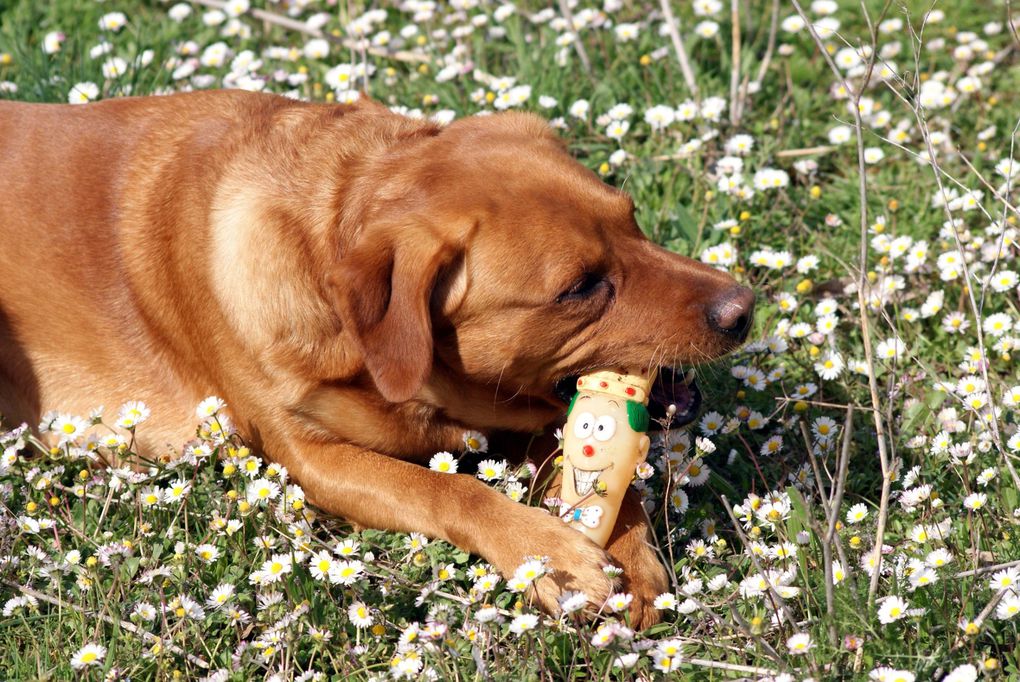 Chiens et chats divers rencontrés ou gardés chez moi... ou en visite !!