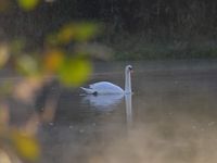 Une belle matinée de novembre le abord du Rhin...