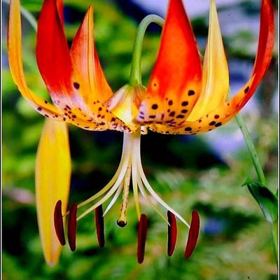 Les fleurs - lys sauvage (martagon)