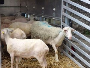 Les brebis avant et après...et la laine en tas.