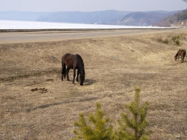 <p>Le lac Baikal est la plus grande et la plus pure reserve d eau douce du monde : 1/5 des ressources.</p>
<p>Ses dimensions sont impressionnantes : largeur max = 79.5km, longueur = 636km, profondeur&nbsp; maximum = 1783m, profondeur moyenne = 730 km, lineaire de cote = 2000km, superficie = 5% du territoire francais soit la taille de la Belgique.</p>
<p>Il est le plus vieux lac au monde : 25 Mn d annes. Habituellement un lac se comble au bout de 10 000 ans. </p>
<p>80% des especes animales et