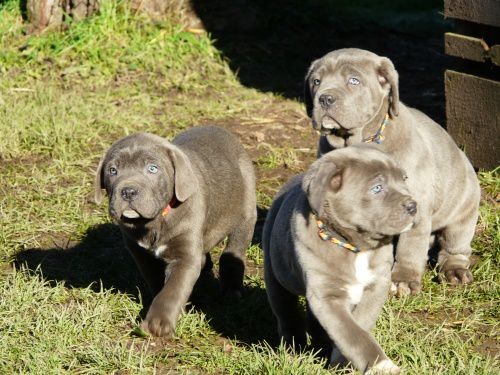 Archives Cane corso 2011