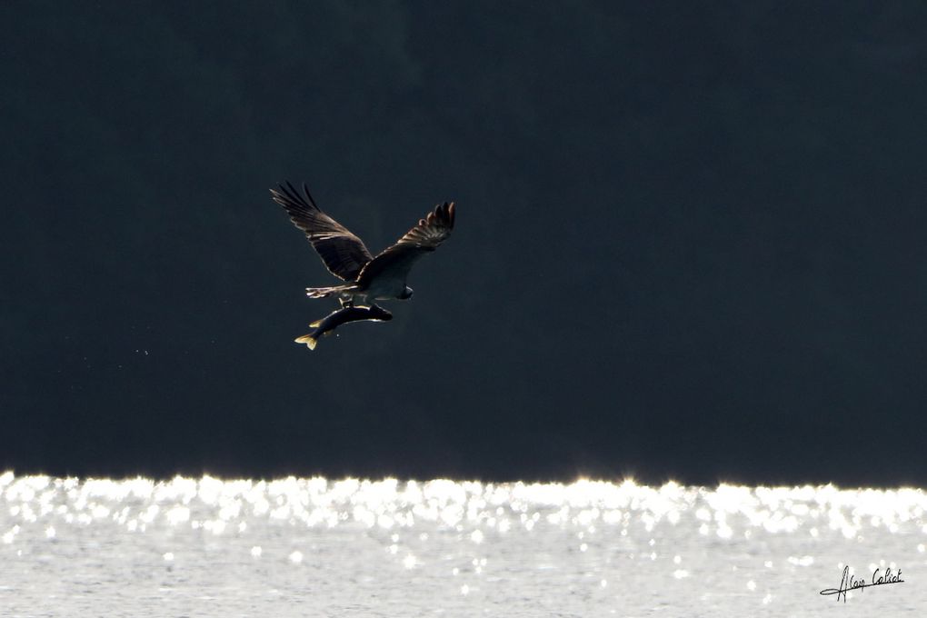 Balbuzard pécheur à Ondres et au marais d'Orx