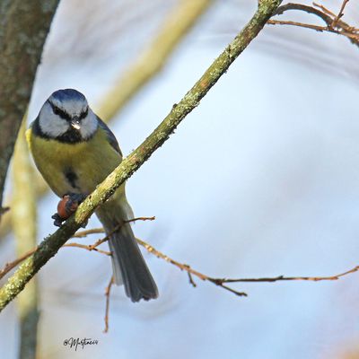 La petite bleue ...