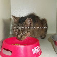 chatte gris tigré cachectique trouvée sur Machecoul 44270