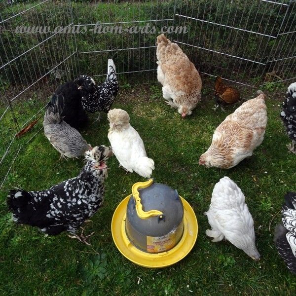 &quot;POULES MES POULES&quot;...DE LA Cie DES PLUMES...