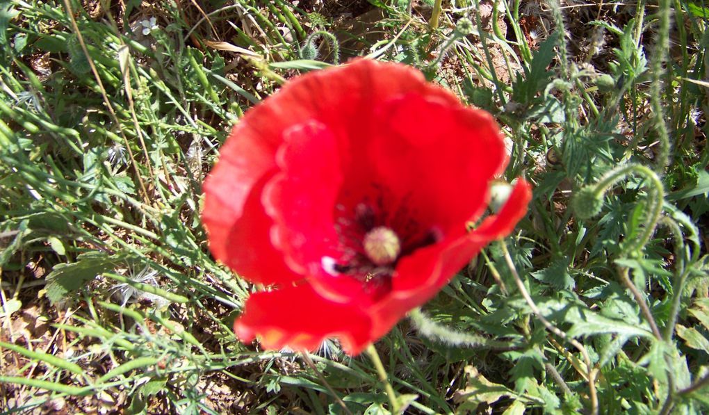 Mes photos prises lors de mes promenades dans ma ville ou ailleurs, fleurs des champs, roses, plantes, arbres... 