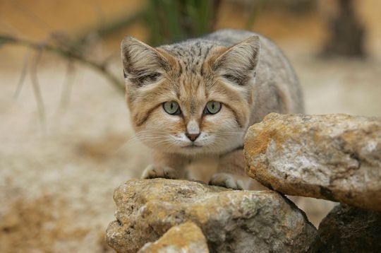 Chat des sables