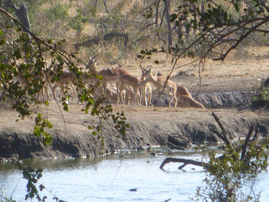 Safari en afrique : chez les animaux