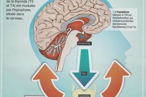 Dérèglements de la THYROIDE  et maladies chroniques. Analyses. Symptômes, origines.  Traitements naturels ou hormones de synthèse ?