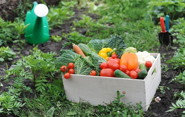 Cómo hacer un huerto ecológico