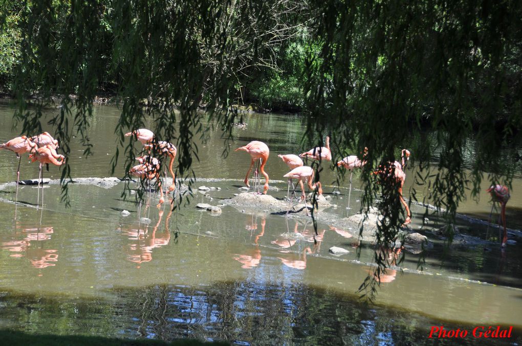 Diaporama : 3 photos. Les flamants de Cuba. ( plus foncés).