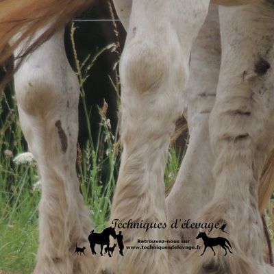 Une boiterie peut en cacher une autre : la boiterie de compensation