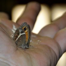 une pause papillon !