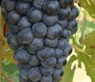 #Durif Producers Australia Vineyards
