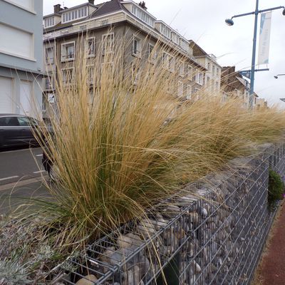 des murs de galets fleuris 