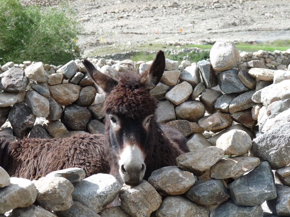 Album - Ladakh-2010