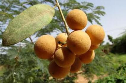 La Sahara Sahel Foods veut faire du hanza un aliment de base au Sahel