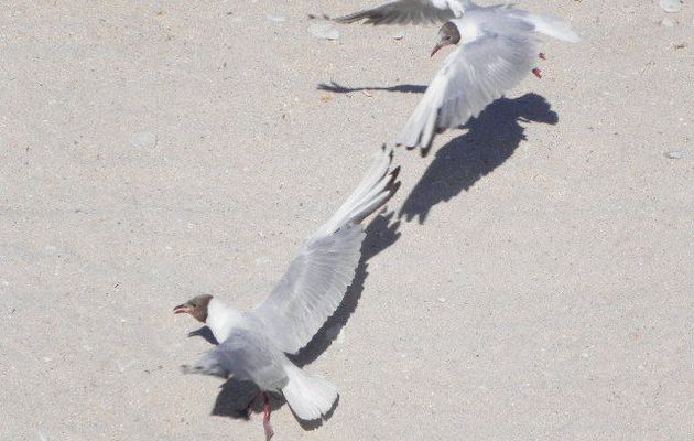 Les Mouettes….