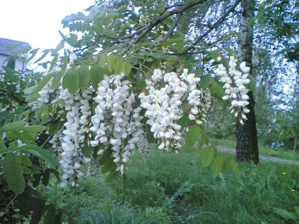 <p>Oh! les Beaux Jours!</p>