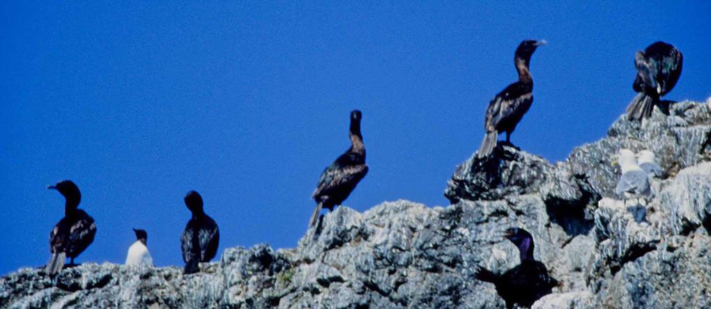 Album - oiseaux et mammifères-d-Alaska