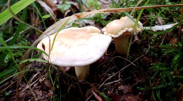 Girolle #2 / Cèpe d'été #1 ALSACE  Bolet pomme de pin      /     vesse-de-loup hérisson  