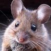 La Petite Souris n'est plus ce qu'elle était