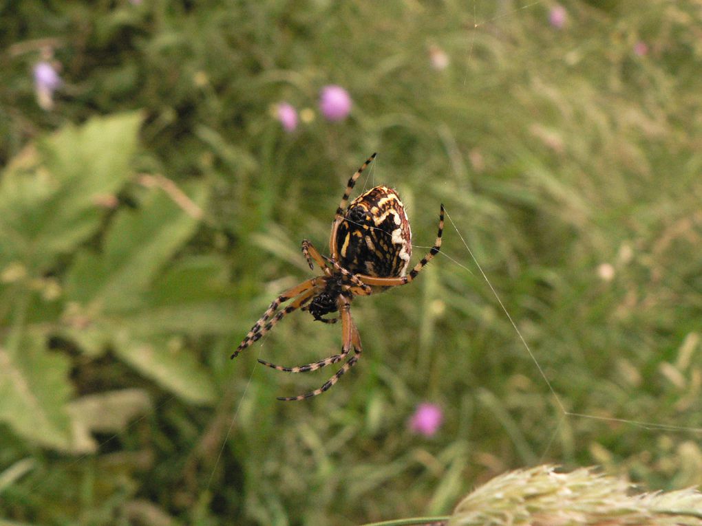 Papillons et insectes