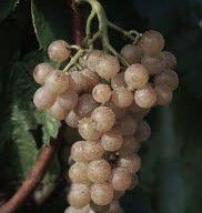 #Traminette Producers Pennsylvania Vineyards
