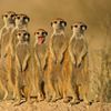 Bande de suricates !