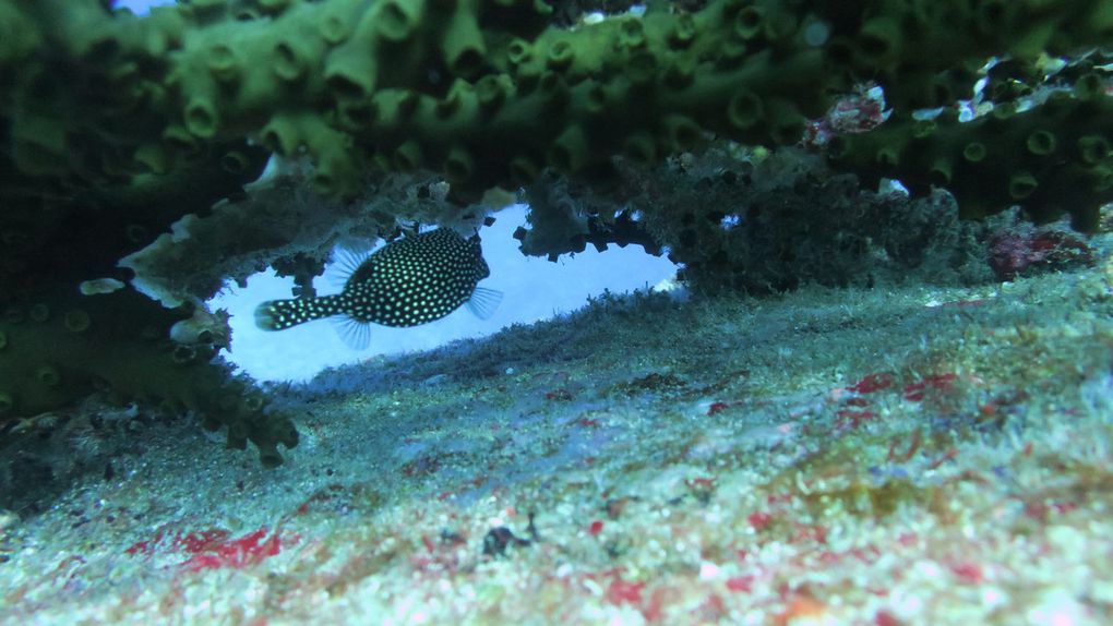 Thaïlande: Plongée sous-marine et îles paradiasiaques, la Cerise sur le gâteau!