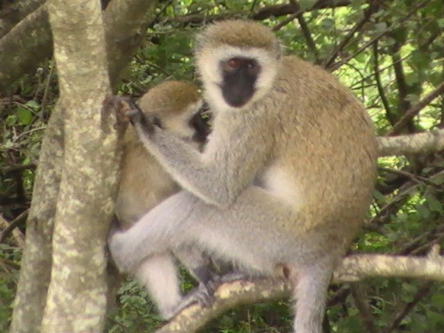 Safari de trois jours !