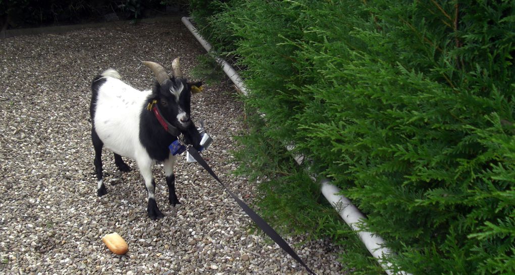 Lors du mariage du benjamin d'une fratrie, l'aîné encore célibataire doit ouvrir le cortège avec une chèvre...